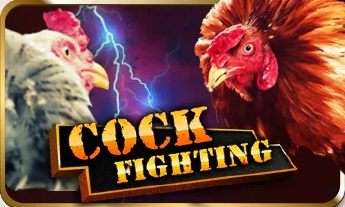 Cock Fighting